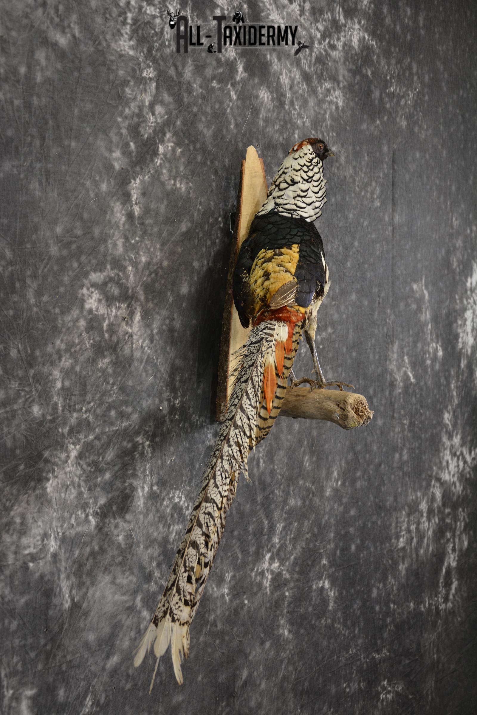 Lady Amherst Pheasant taxidermy mount for sale SKU 1979 - Image 3