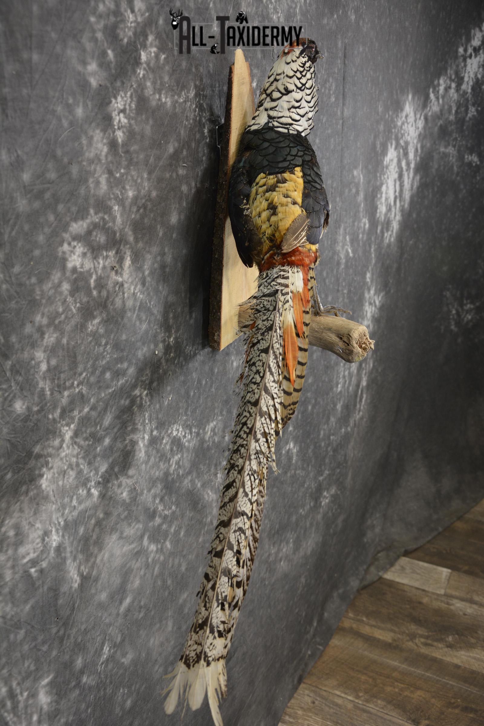 Lady Amherst Pheasant taxidermy mount for sale SKU 1979 - Image 2