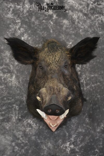 Razor Back Boar taxidermy shoulder mount for sale SKU 2003