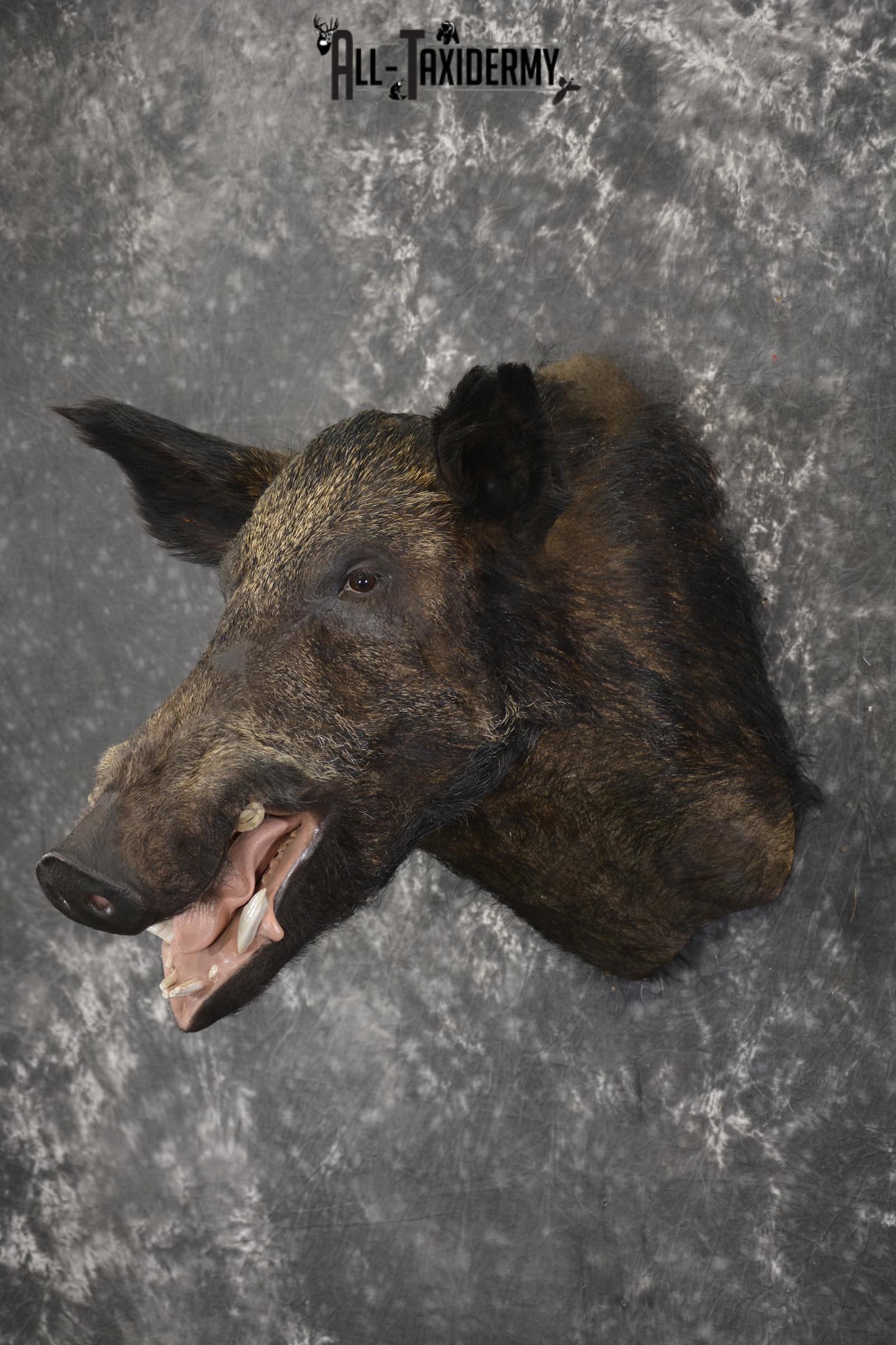 Razor Back Boar taxidermy shoulder mount for sale SKU 2003 - Image 8