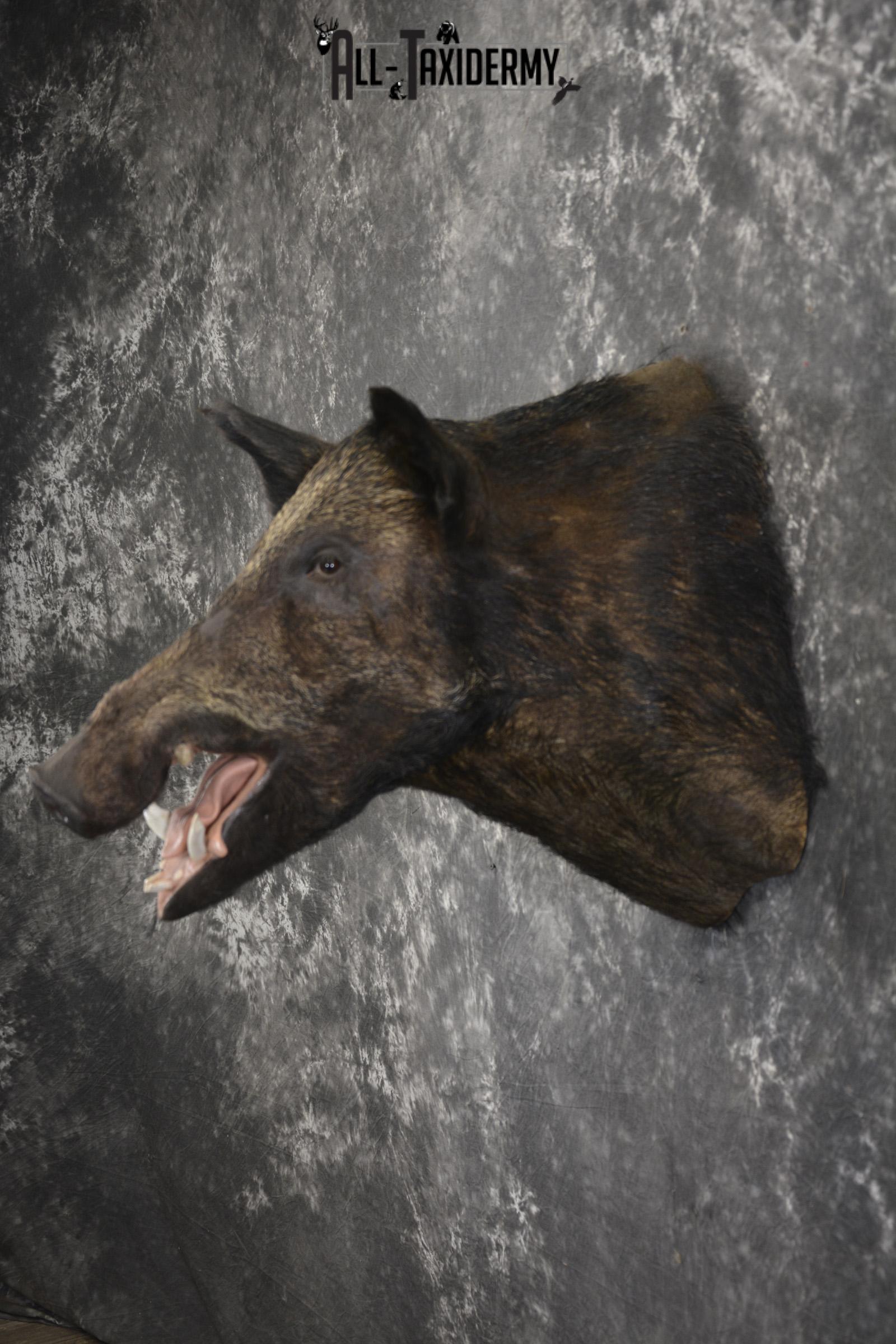 Razor Back Boar taxidermy shoulder mount for sale SKU 2003 - Image 7