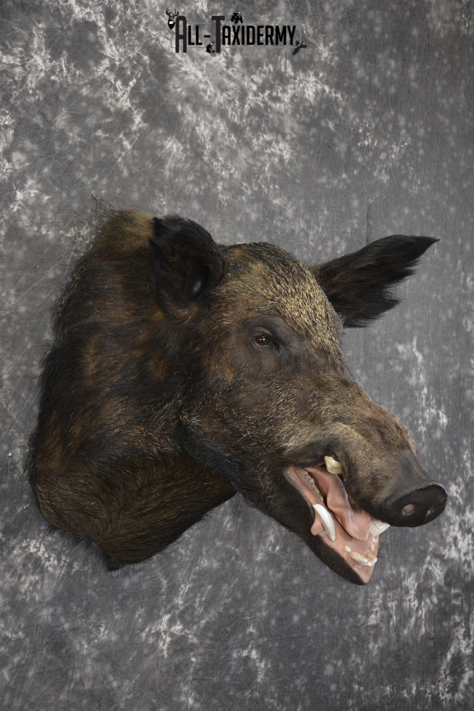 Razor Back Boar taxidermy shoulder mount for sale SKU 2003 - Image 6