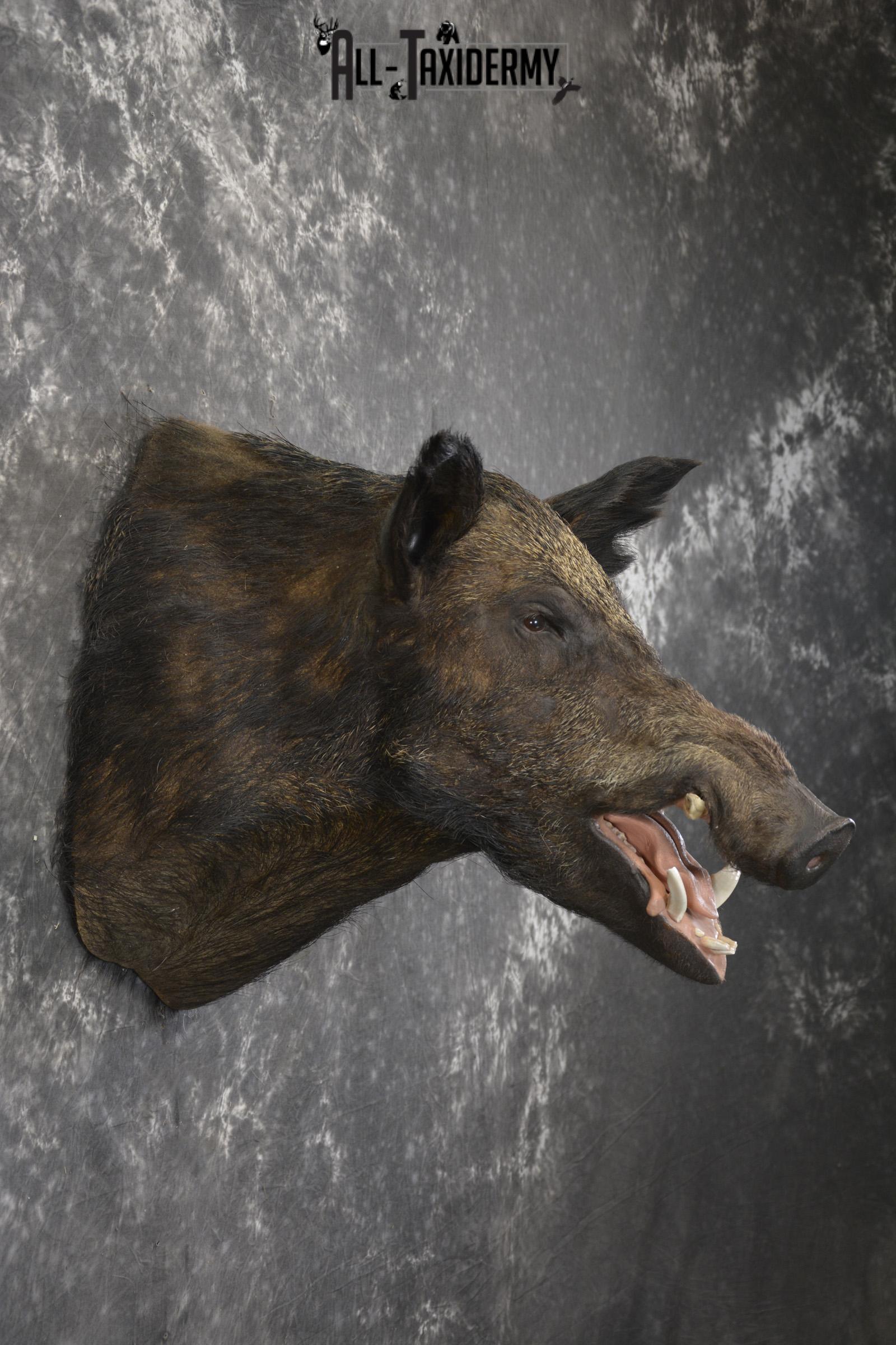 Razor Back Boar taxidermy shoulder mount for sale SKU 2003 - Image 5