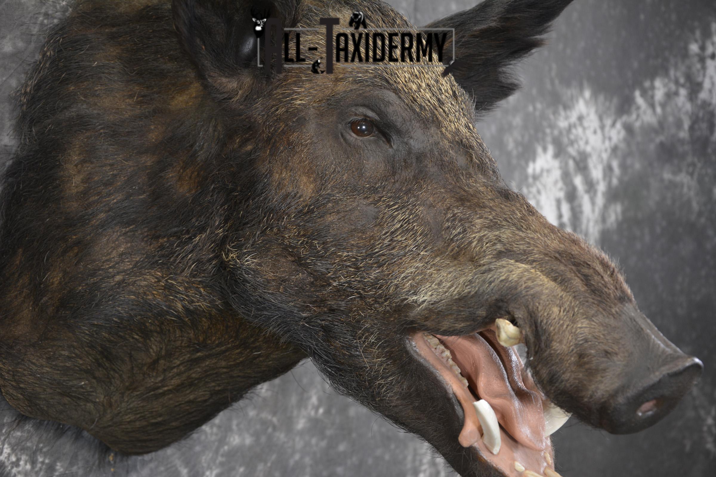 Razor Back Boar taxidermy shoulder mount for sale SKU 2003 - Image 4