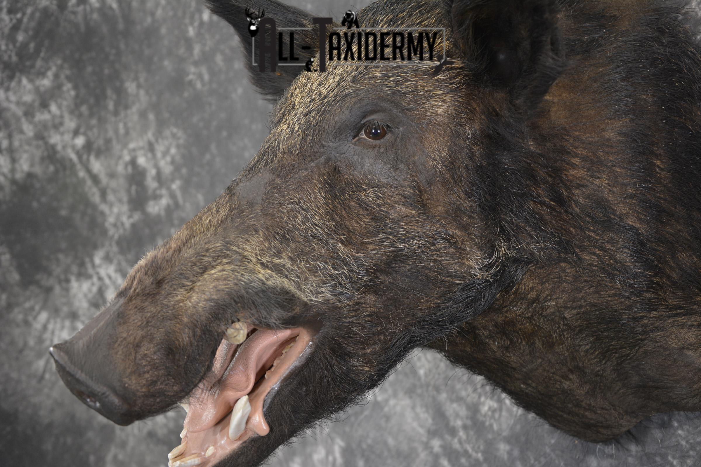 Razor Back Boar taxidermy shoulder mount for sale SKU 2003 - Image 3