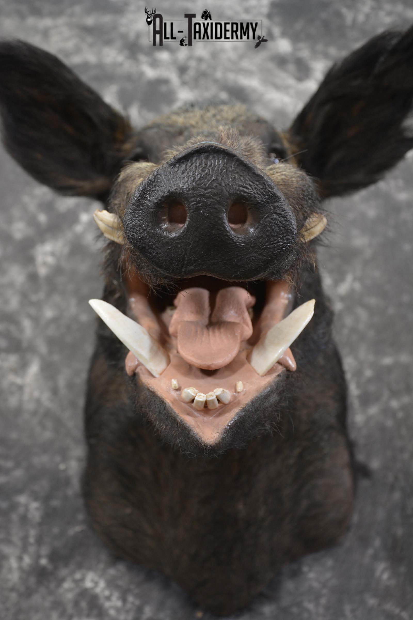 Razor Back Boar taxidermy shoulder mount for sale SKU 2003 - Image 2