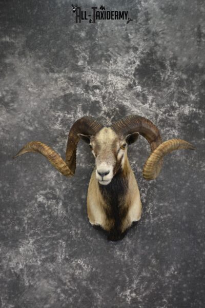 Corsican Sheep taxidermy shoulder mount for sale SKU 1992