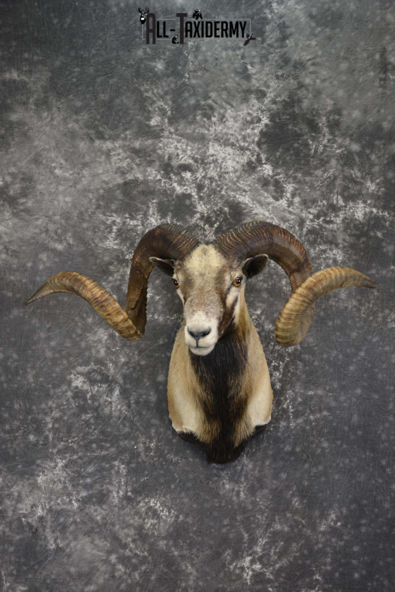 Corsican Sheep taxidermy shoulder mount for sale SKU 1992