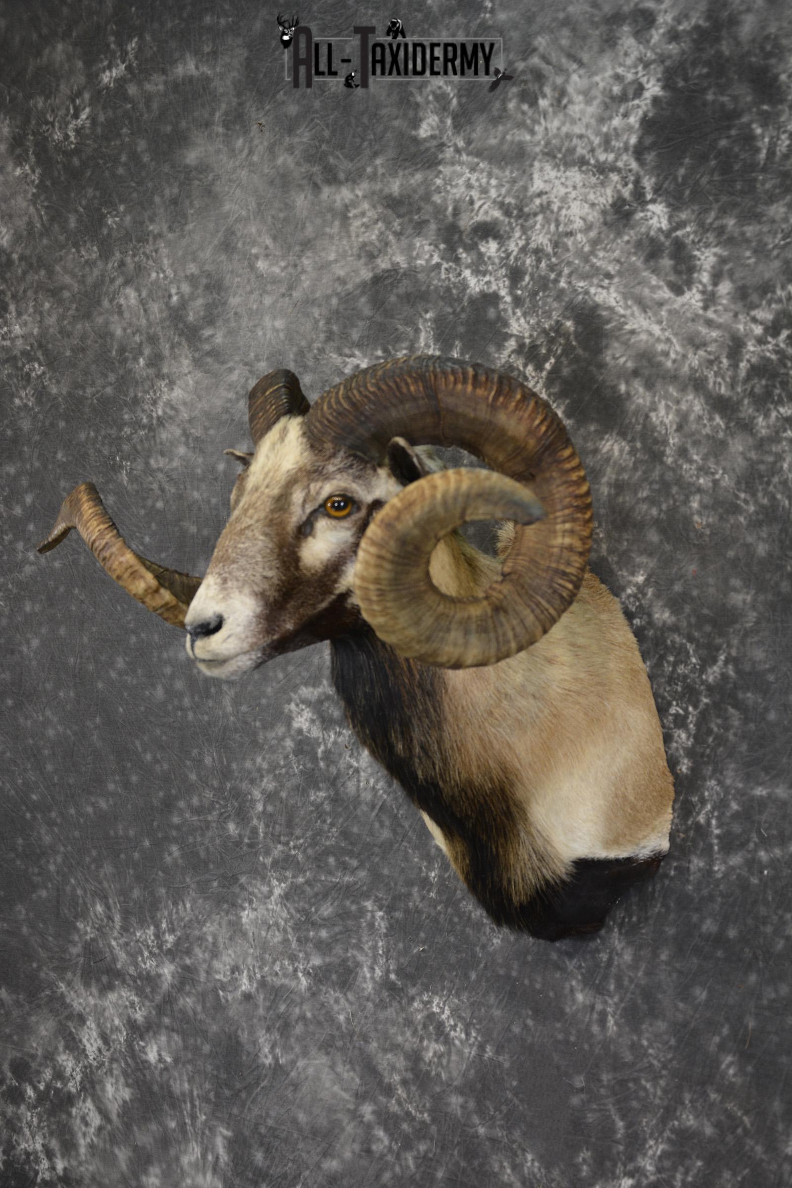 Corsican Sheep taxidermy shoulder mount for sale SKU 1992 - Image 8