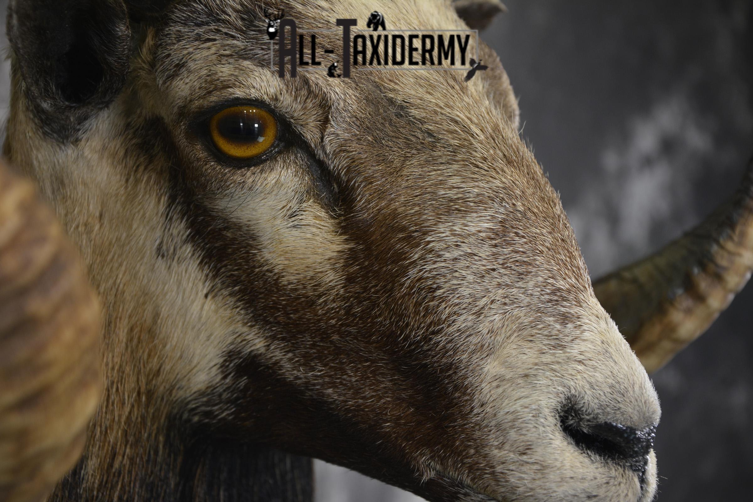 Corsican Sheep taxidermy shoulder mount for sale SKU 1992 - Image 4