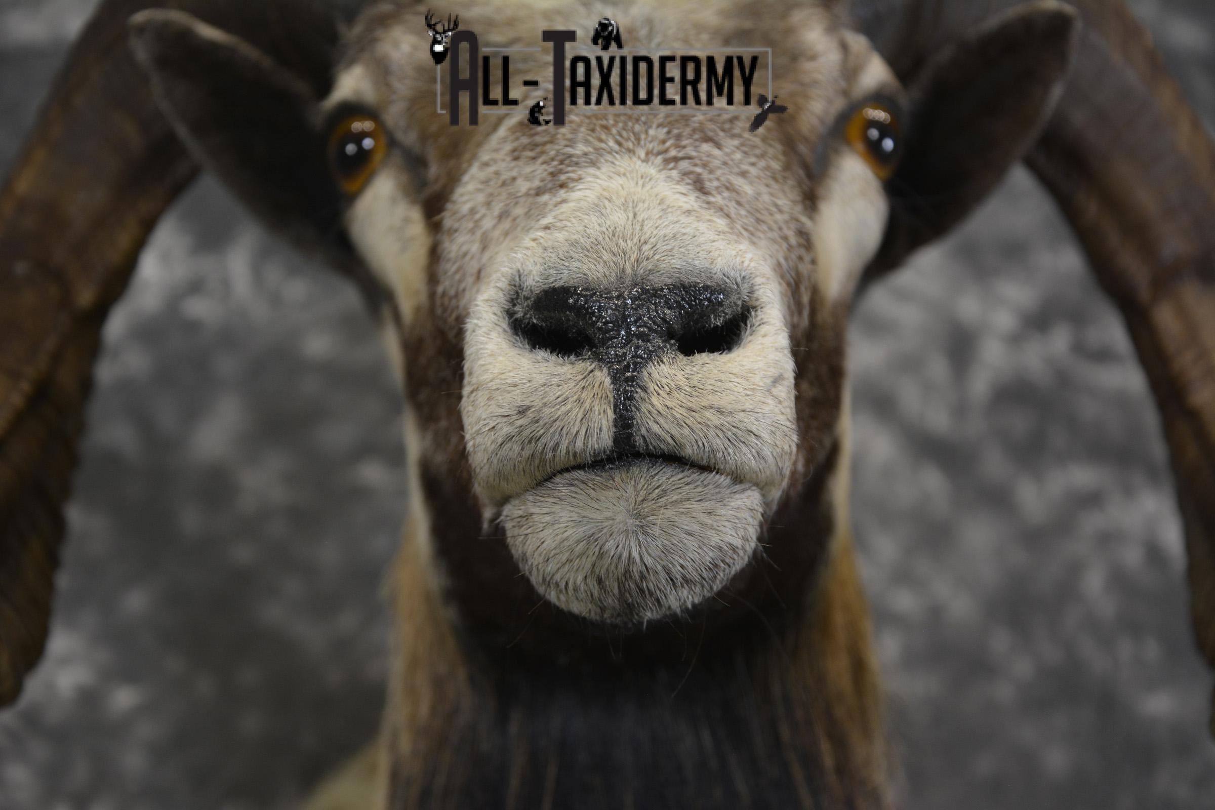 Corsican Sheep taxidermy shoulder mount for sale SKU 1992 - Image 2