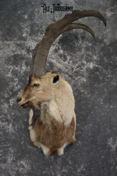 Persian Ibex taxidermy shoulder mount for sale SKU 2002
