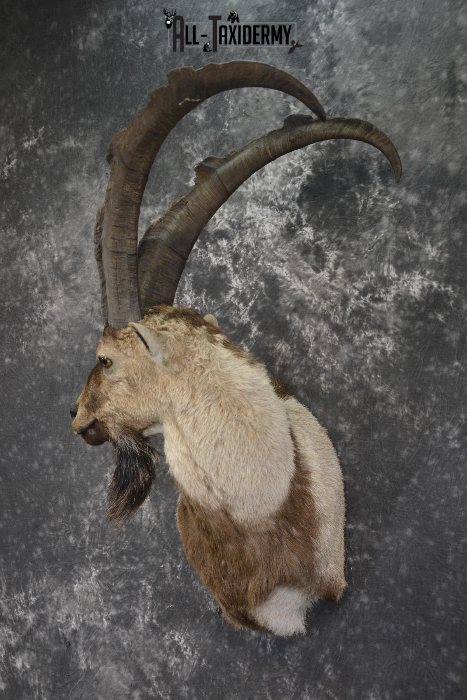 Persian Ibex taxidermy shoulder mount for sale SKU 2002 - Image 5