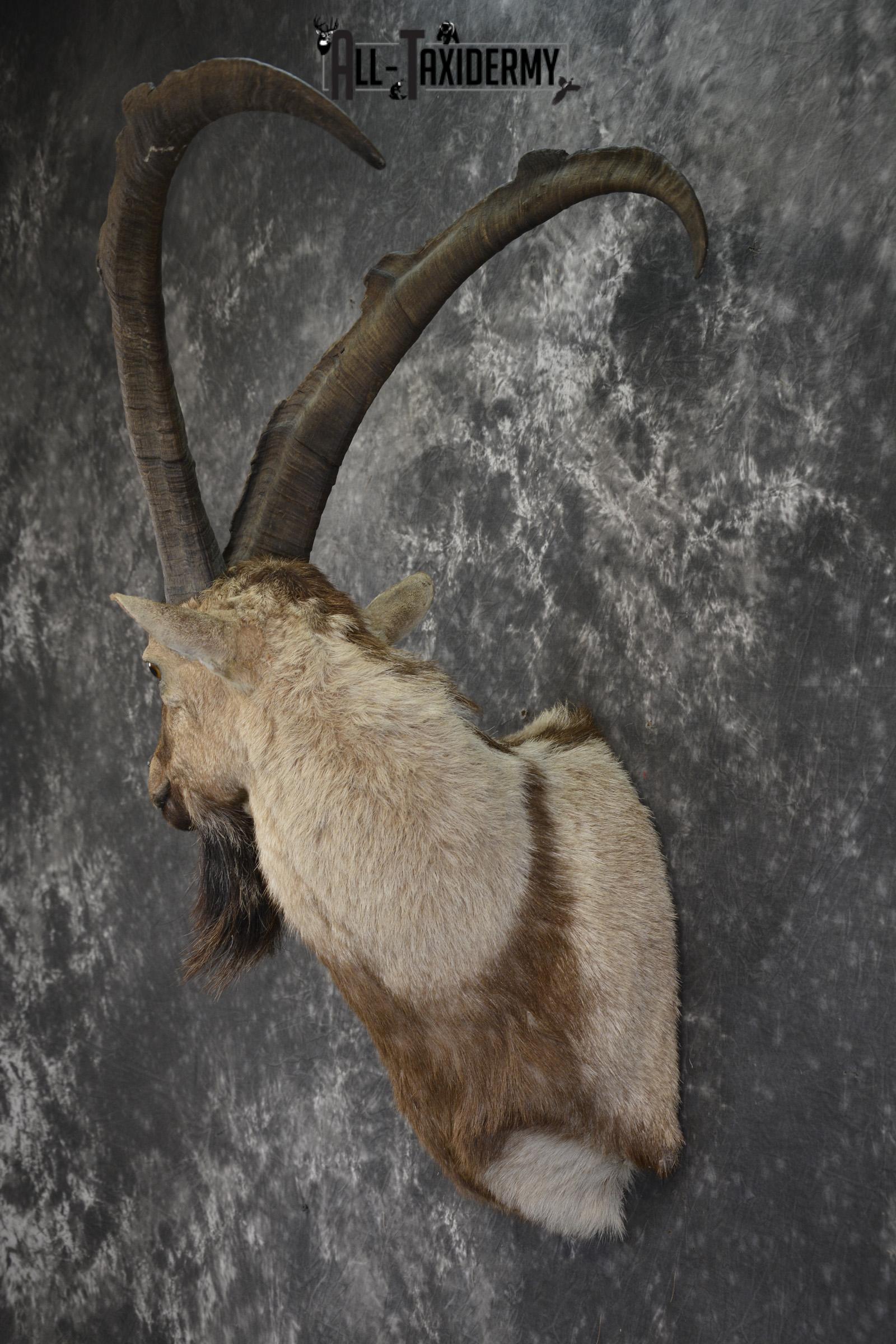 Persian Ibex taxidermy shoulder mount for sale SKU 2002 - Image 4