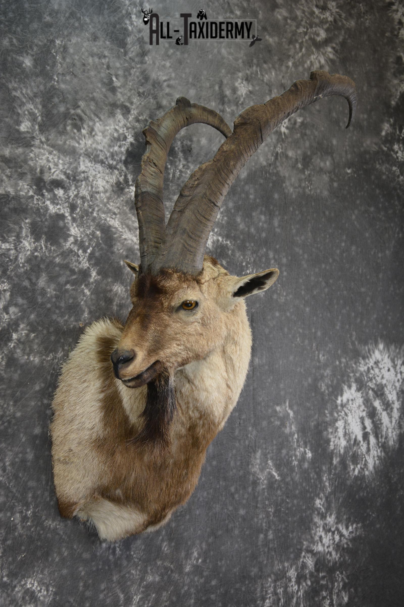 Persian Ibex taxidermy shoulder mount for sale SKU 2002 - Image 3