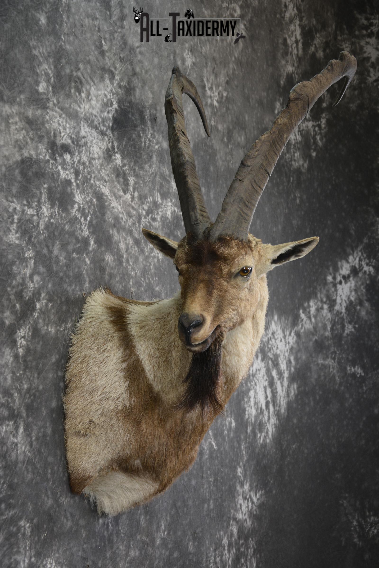 Persian Ibex taxidermy shoulder mount for sale SKU 2002 - Image 2