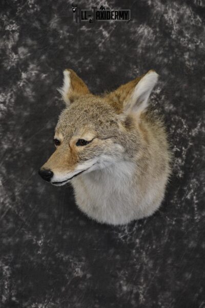 Coyote taxidermy shoulder mount for sale SKU 1988