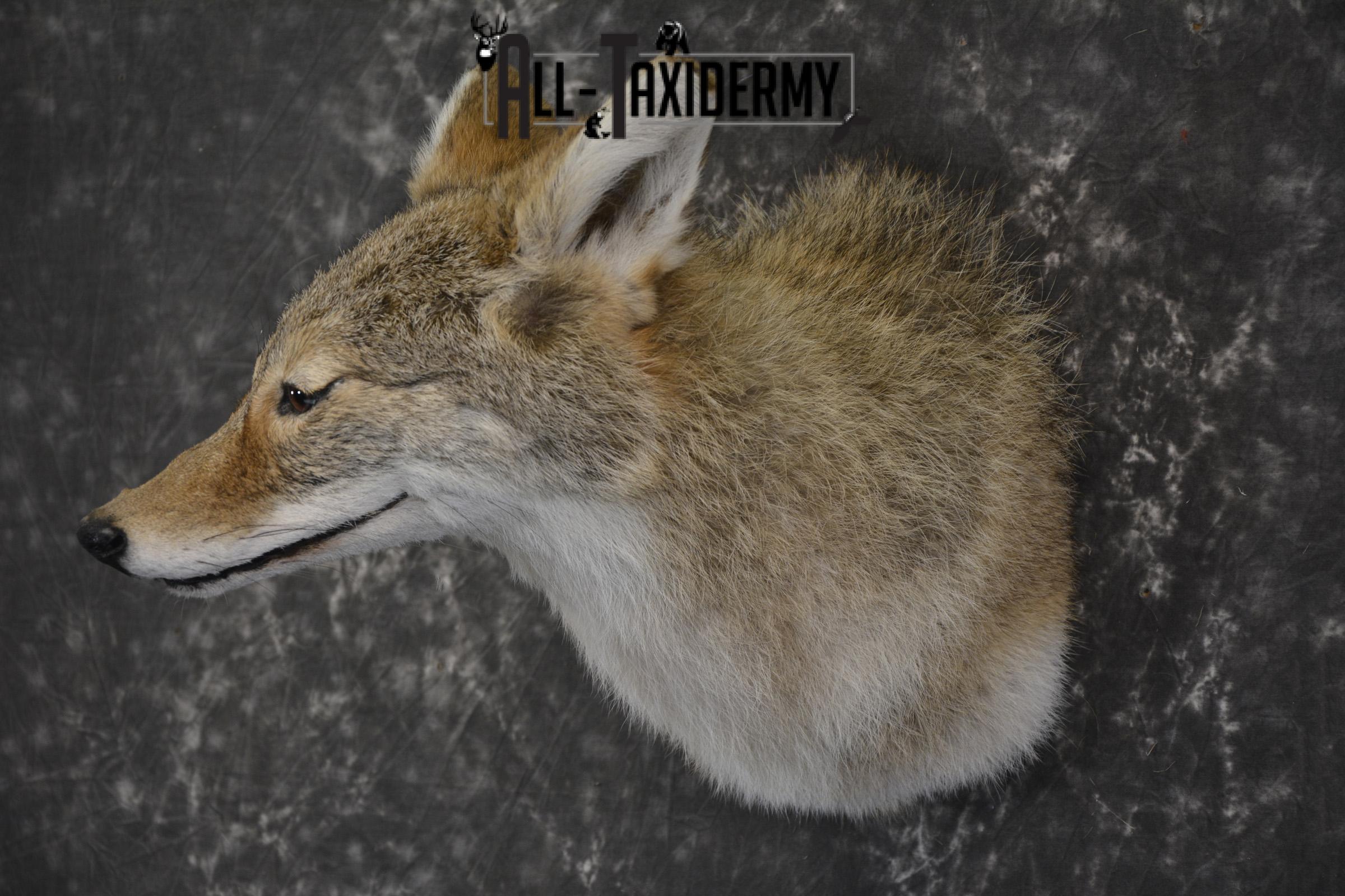 Coyote taxidermy shoulder mount for sale SKU 1988 - Image 6