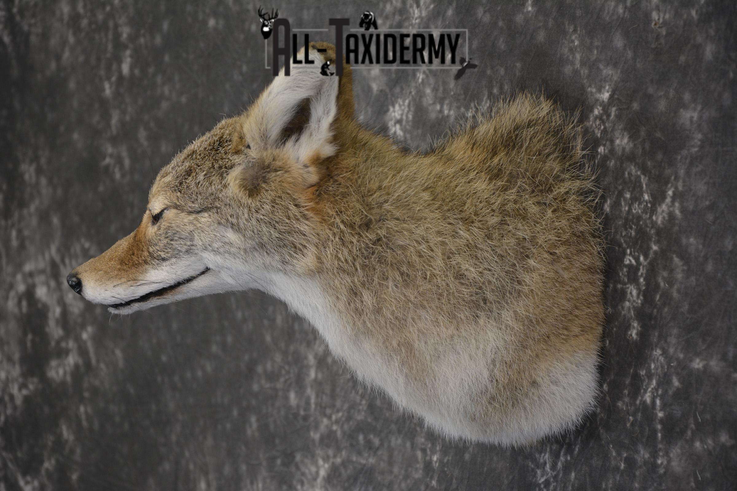 Coyote taxidermy shoulder mount for sale SKU 1988 - Image 5