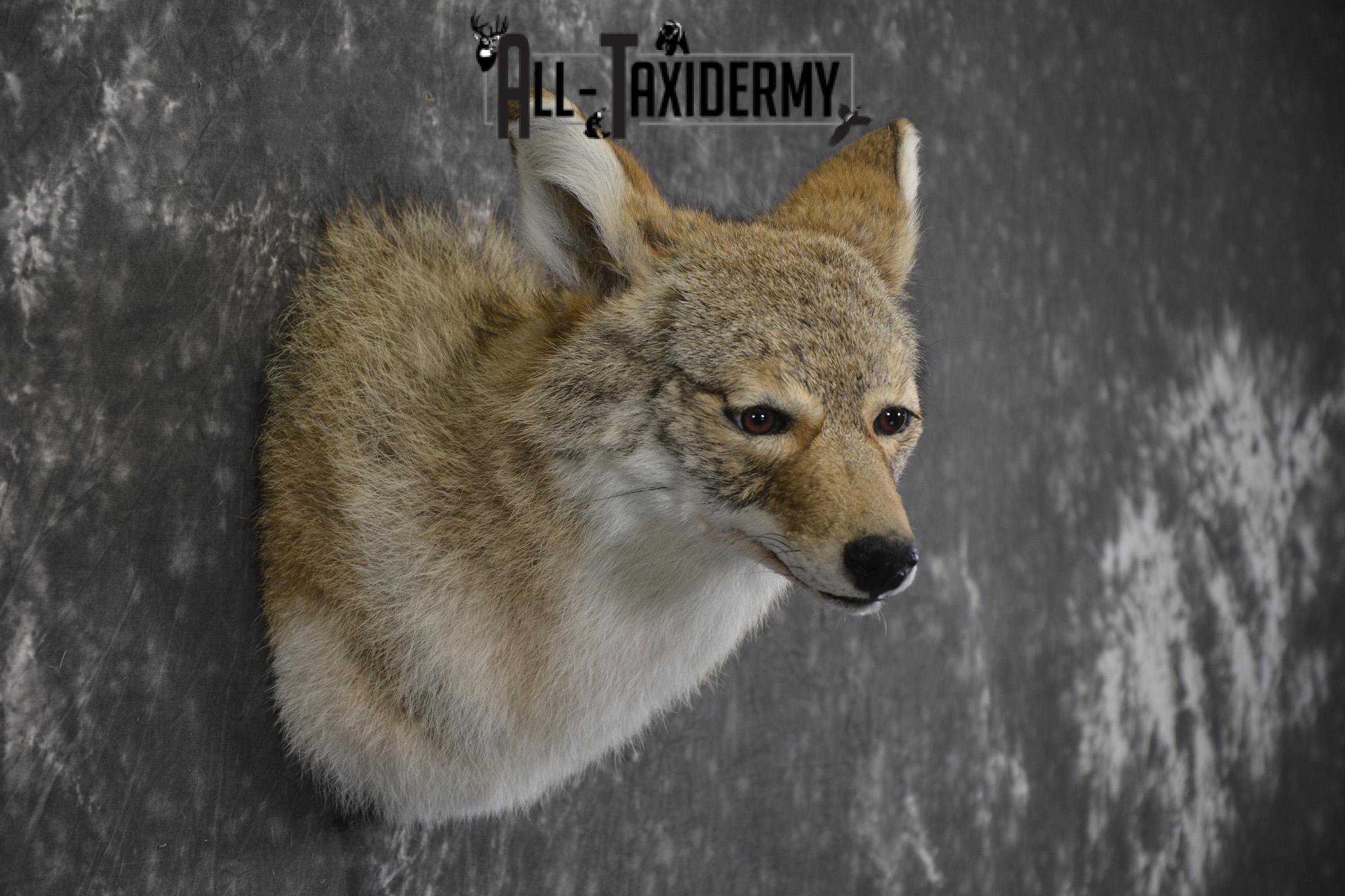 Coyote taxidermy shoulder mount for sale SKU 1988 - Image 3
