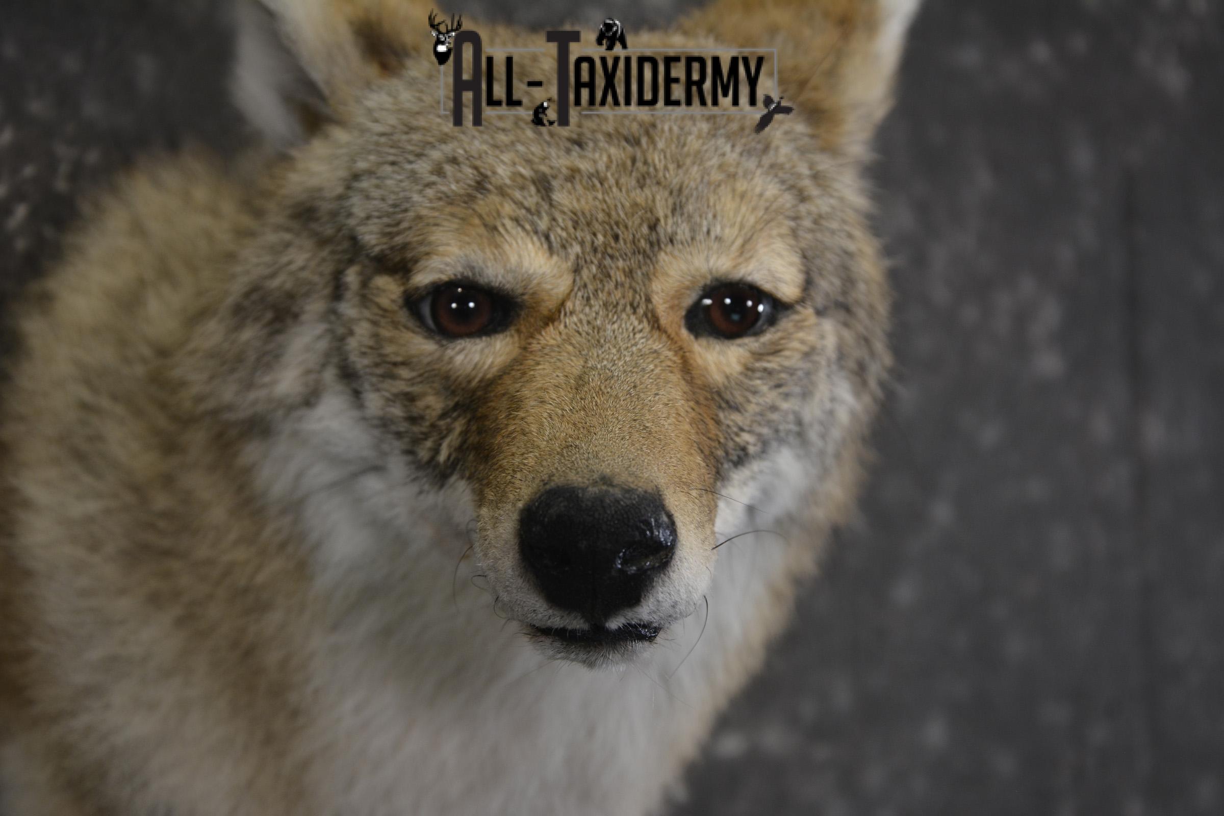 Coyote taxidermy shoulder mount for sale SKU 1988 - Image 2