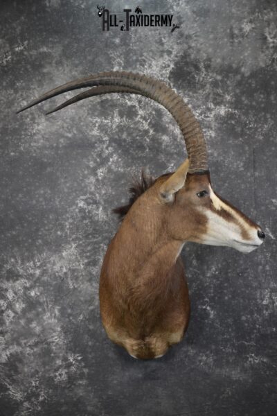 African Sable taxidermy shoulder mount for sale SKU 1971