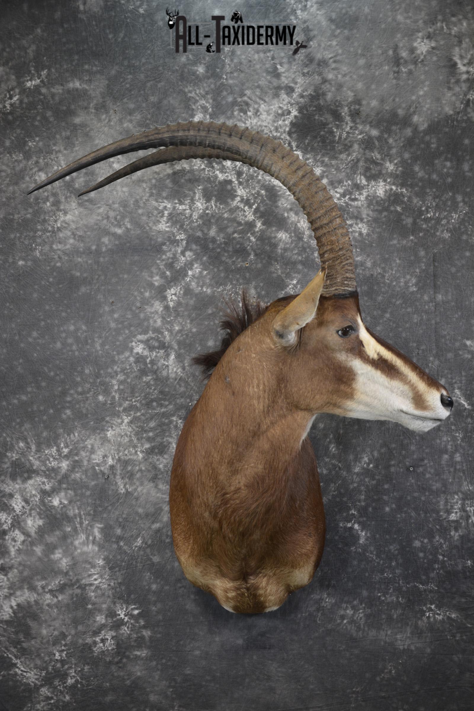 African Sable taxidermy shoulder mount for sale SKU 1971