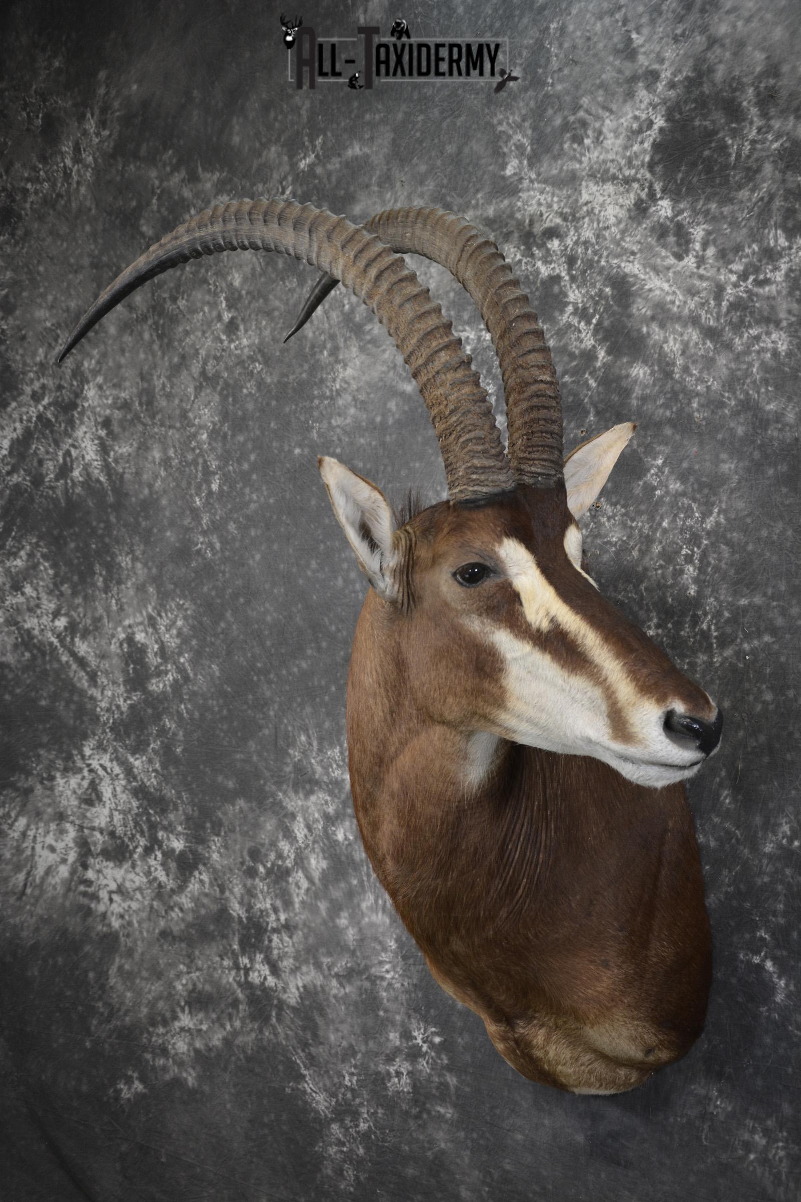 African Sable taxidermy shoulder mount for sale SKU 1971 - Image 7