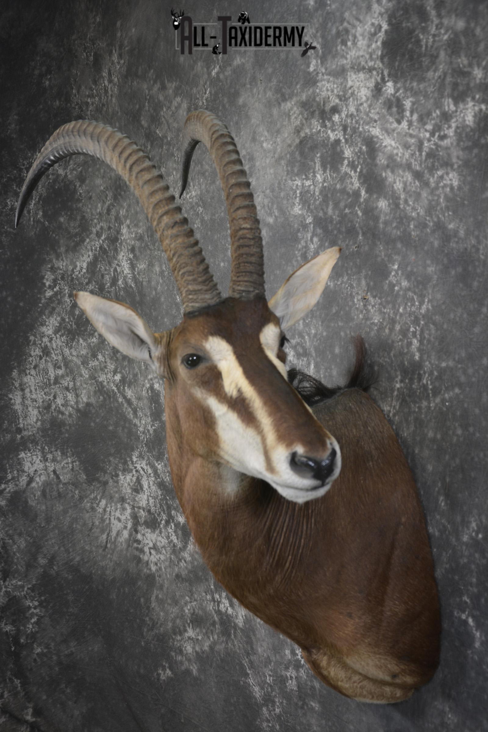 African Sable taxidermy shoulder mount for sale SKU 1971 - Image 6