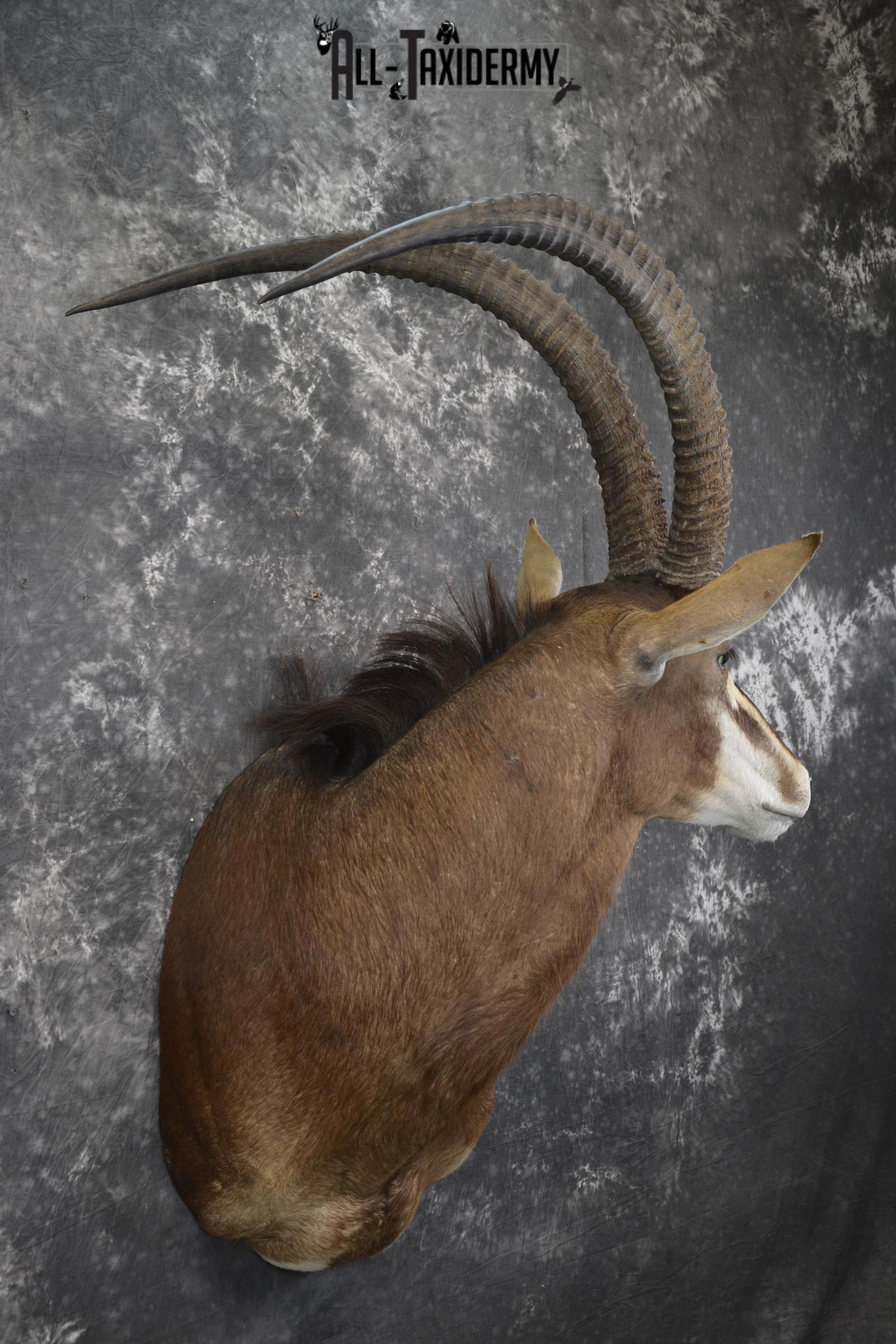 African Sable taxidermy shoulder mount for sale SKU 1971 - Image 5