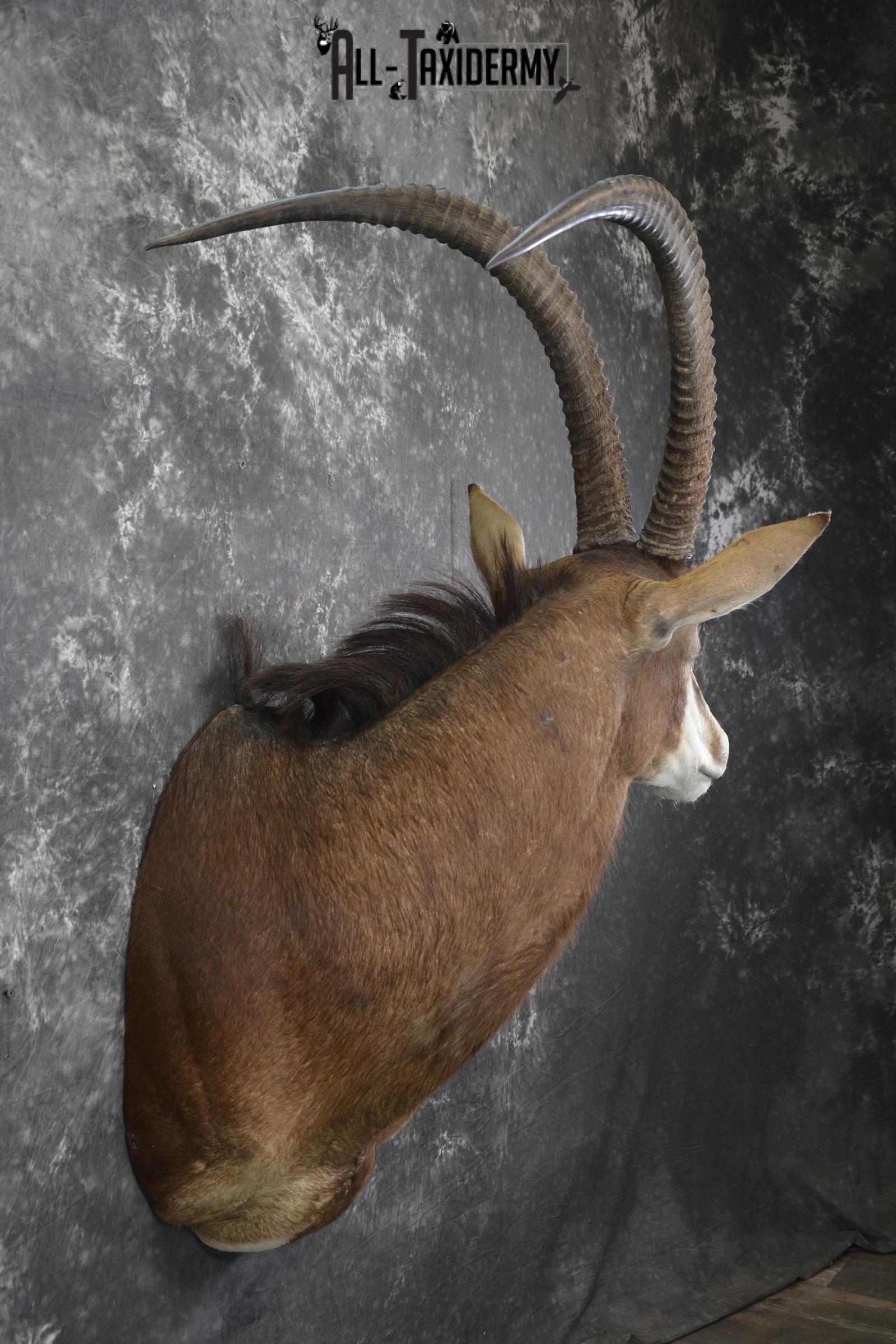 African Sable taxidermy shoulder mount for sale SKU 1971 - Image 4