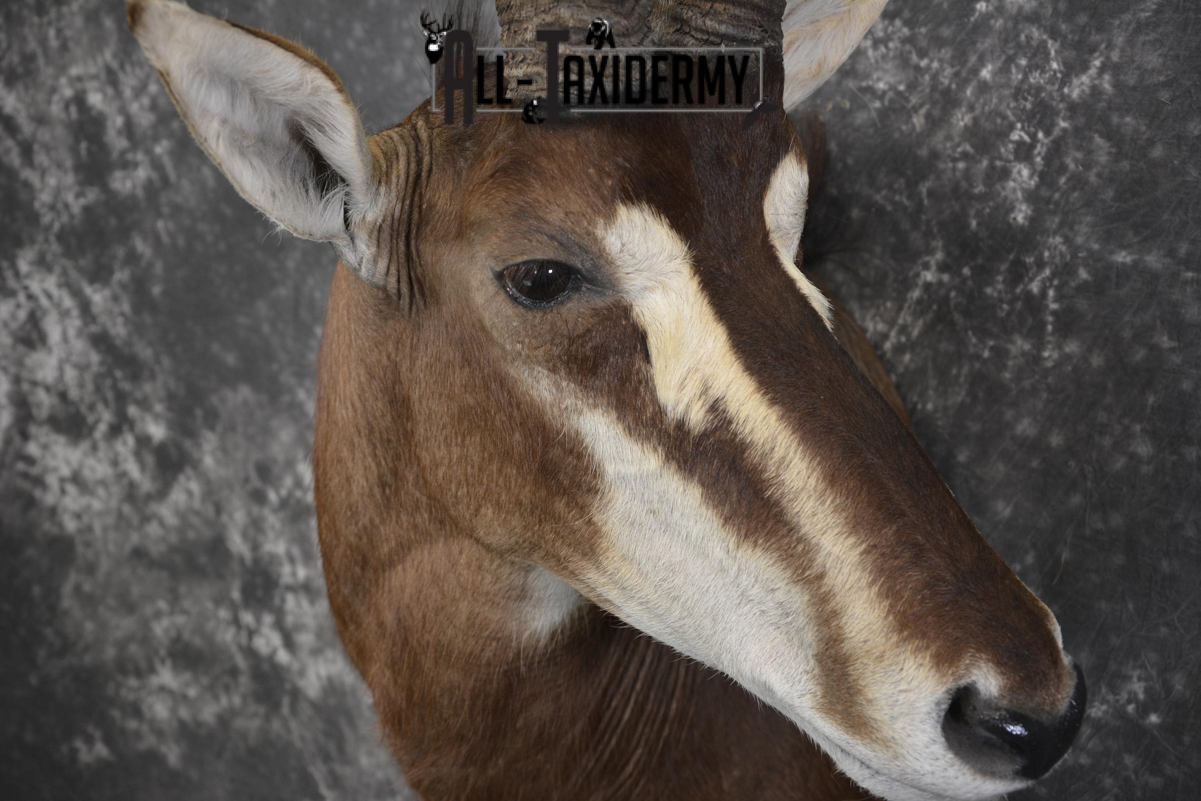 African Sable taxidermy shoulder mount for sale SKU 1971 - Image 3