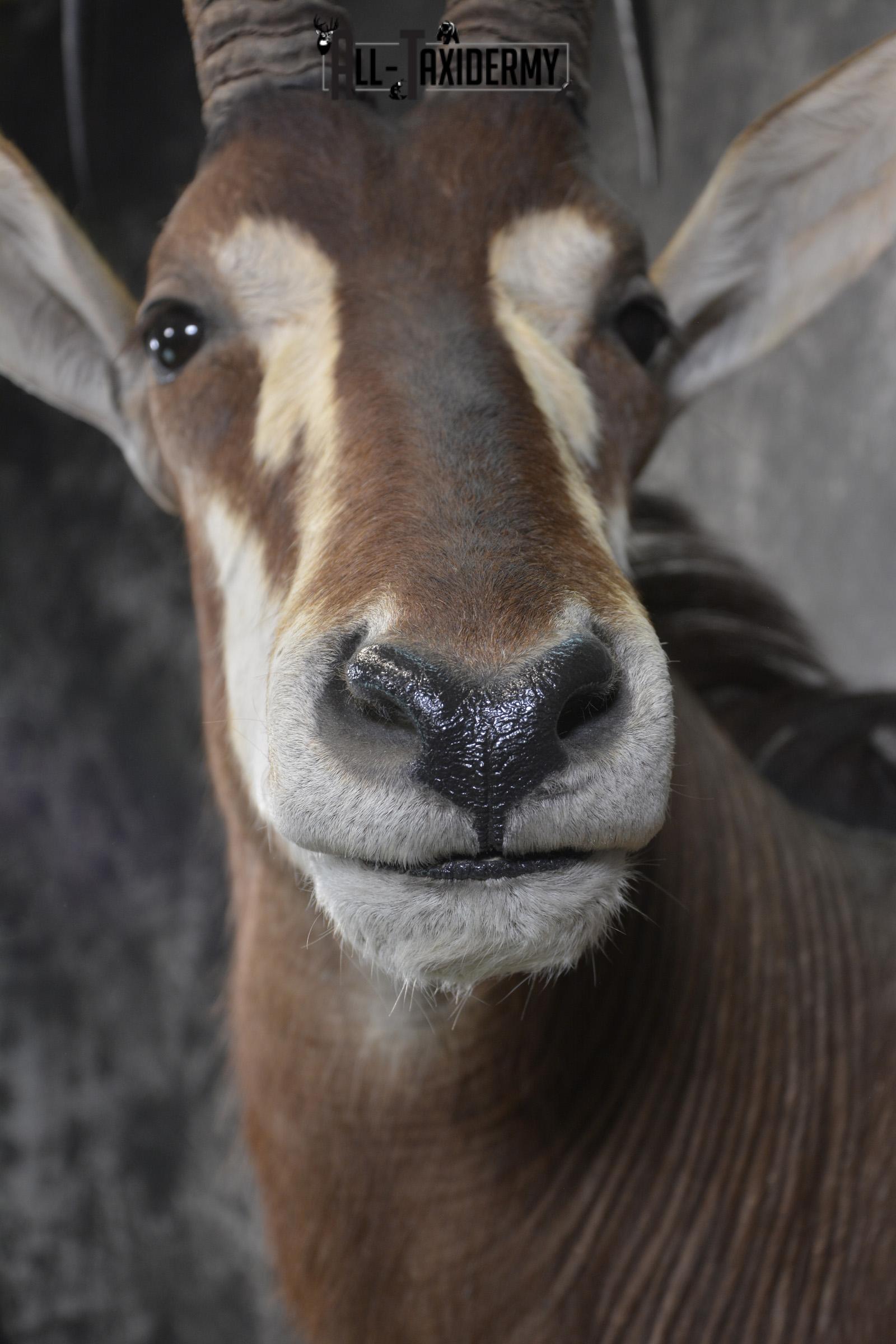 African Sable taxidermy shoulder mount for sale SKU 1971 - Image 2