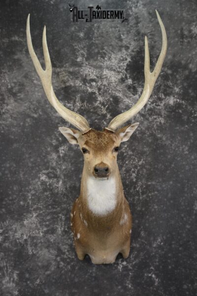Axis Deer taxidermy shoulder mount for sale SKU 1990