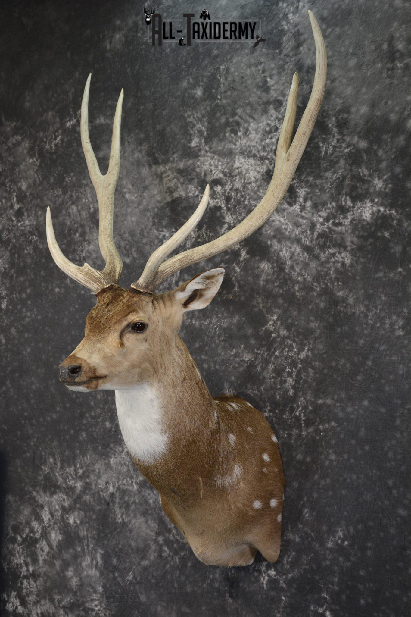 Axis Deer taxidermy shoulder mount for sale SKU 1990 - All Taxidermy