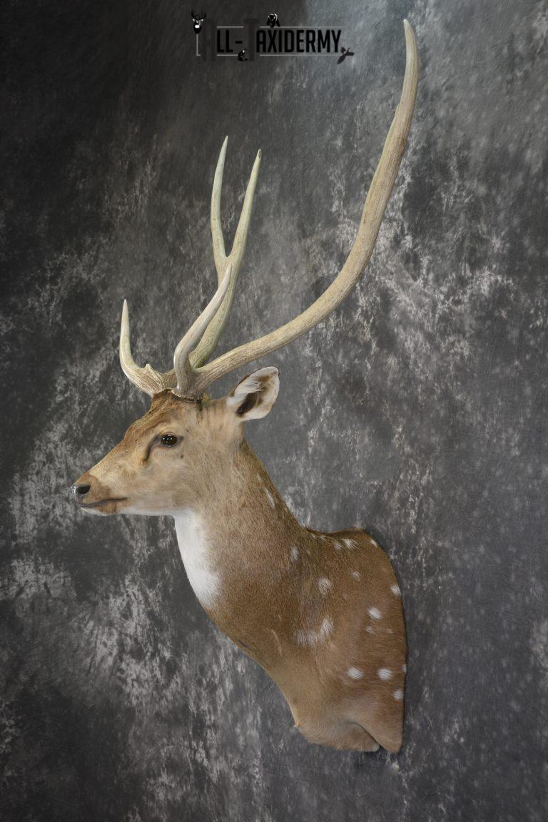 Axis Deer taxidermy shoulder mount for sale SKU 1990 - All Taxidermy