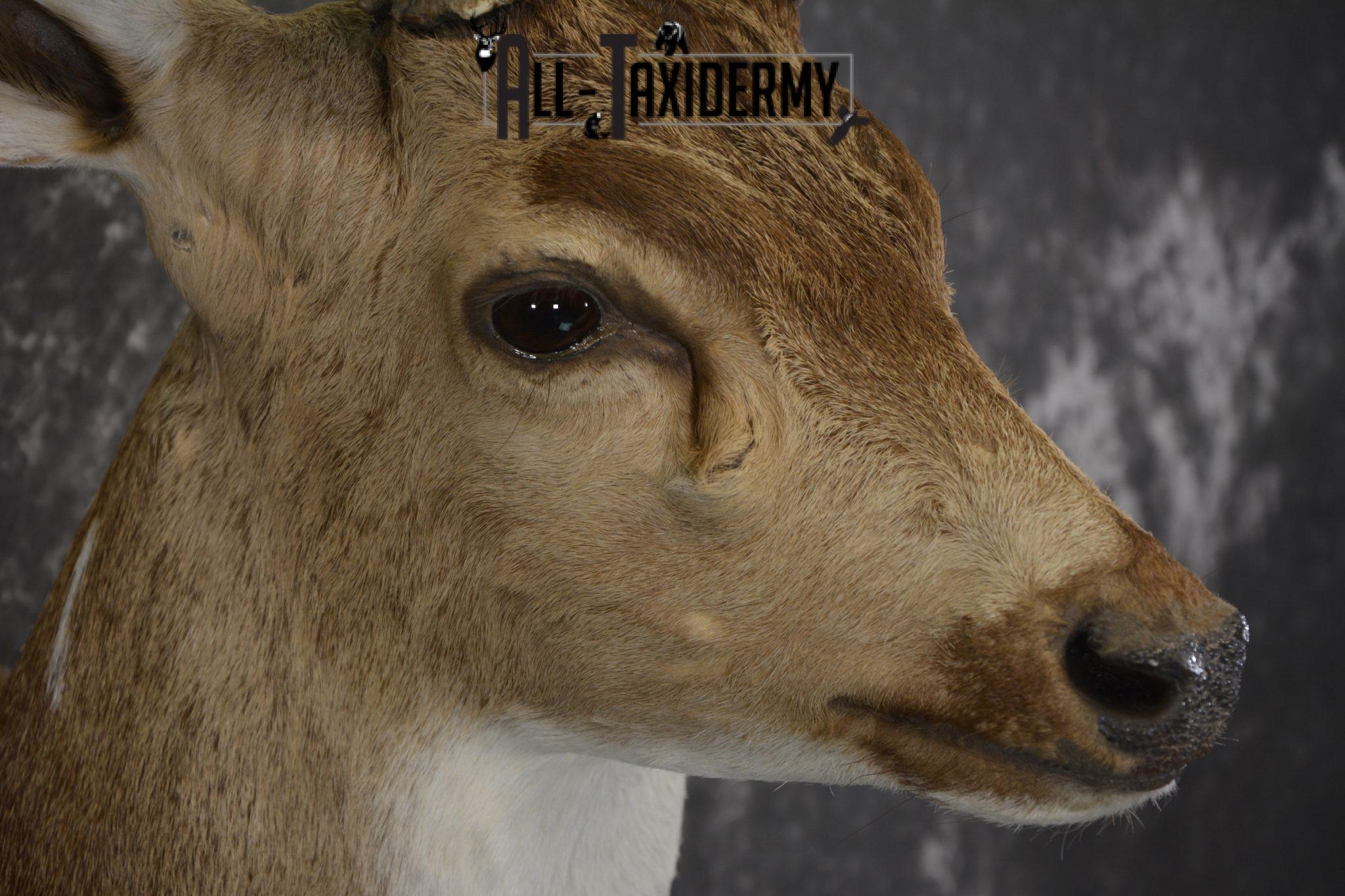 Axis Deer taxidermy shoulder mount for sale SKU 1990 All Taxidermy