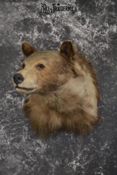 Blonde Black Bear taxidermy shoulder mount for sale SKU 1962