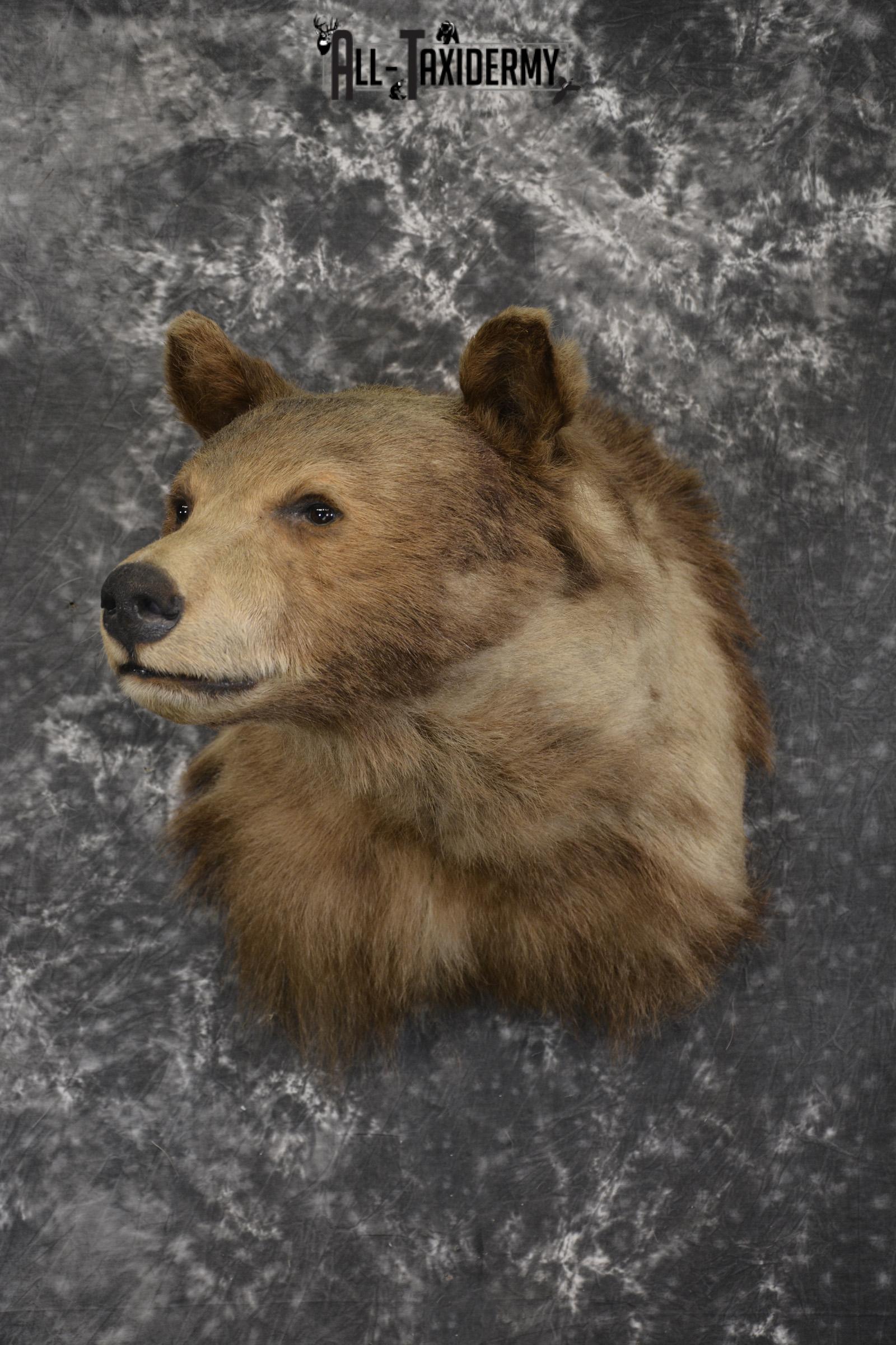 Blonde Black Bear taxidermy shoulder mount for sale SKU 1962