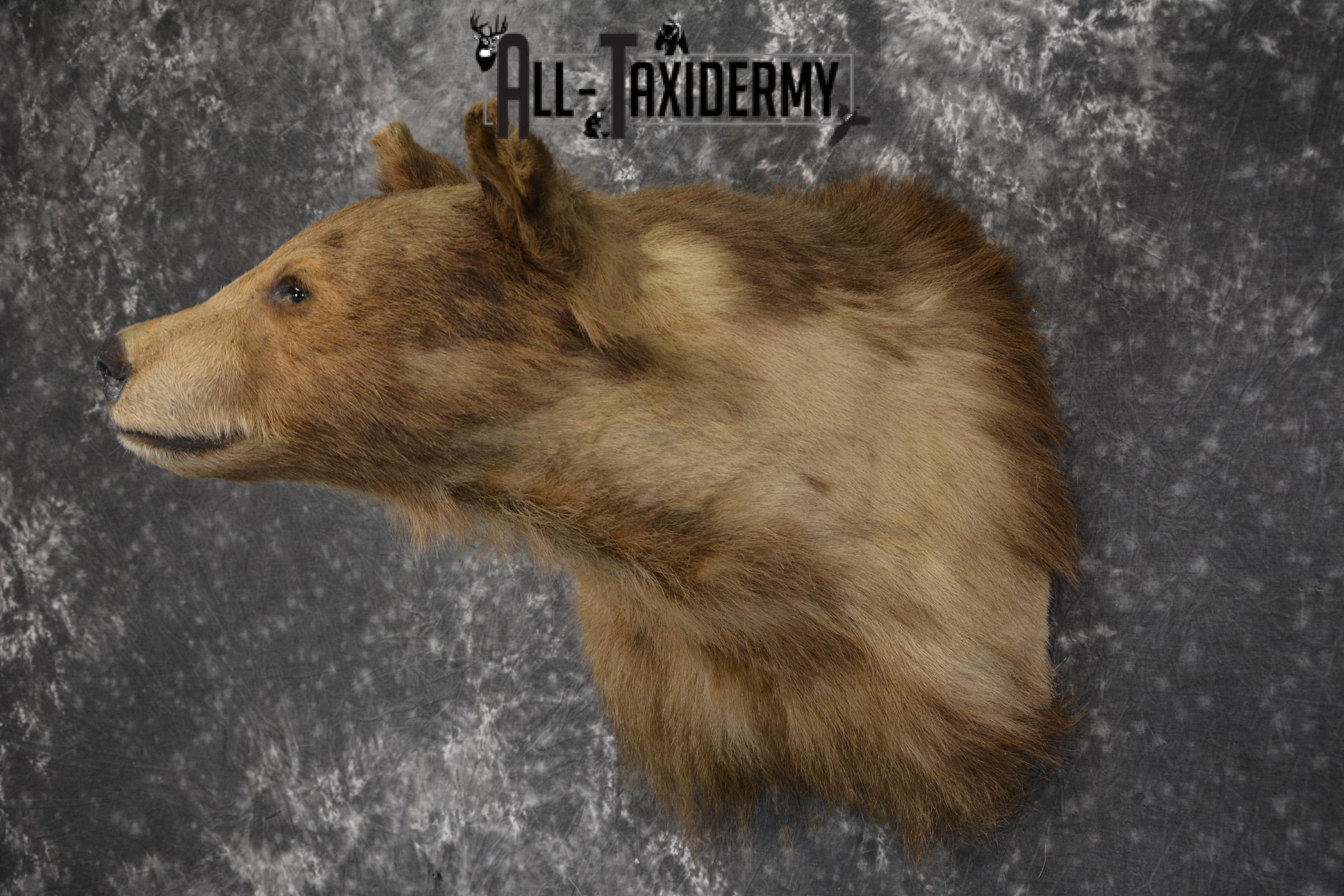 Blonde Black Bear taxidermy shoulder mount for sale SKU 1962 - Image 7