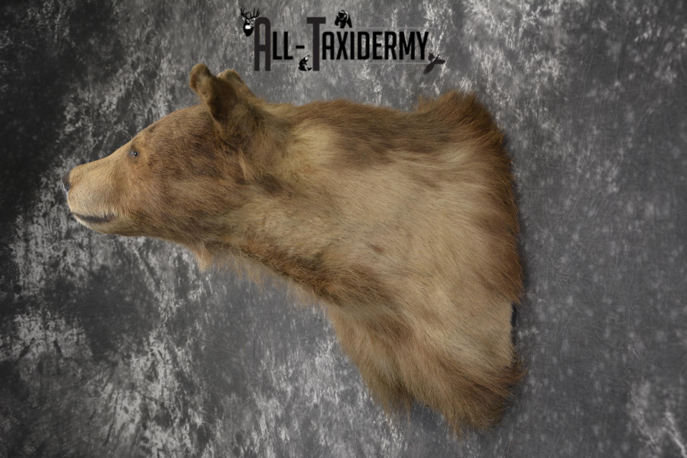 Blonde Black Bear taxidermy shoulder mount for sale SKU 1962 - Image 6