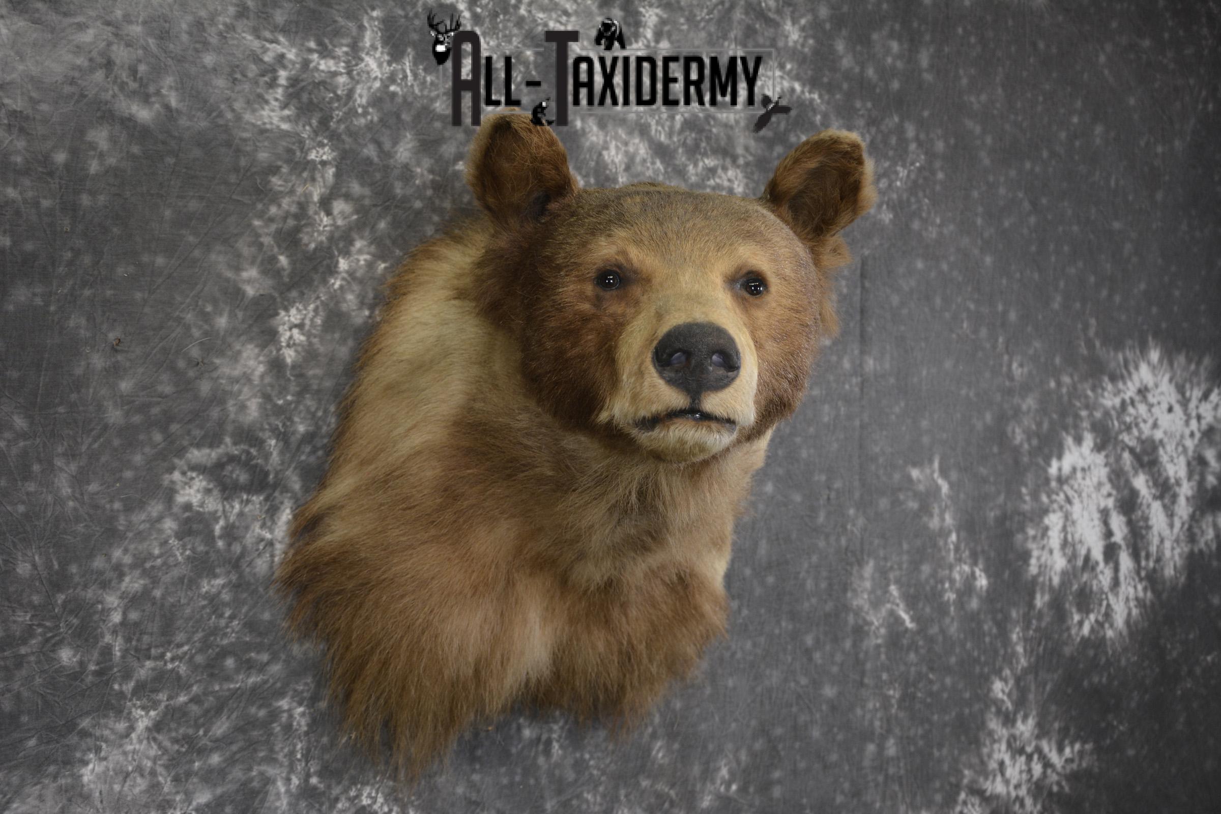 Blonde Black Bear taxidermy shoulder mount for sale SKU 1962 - Image 5