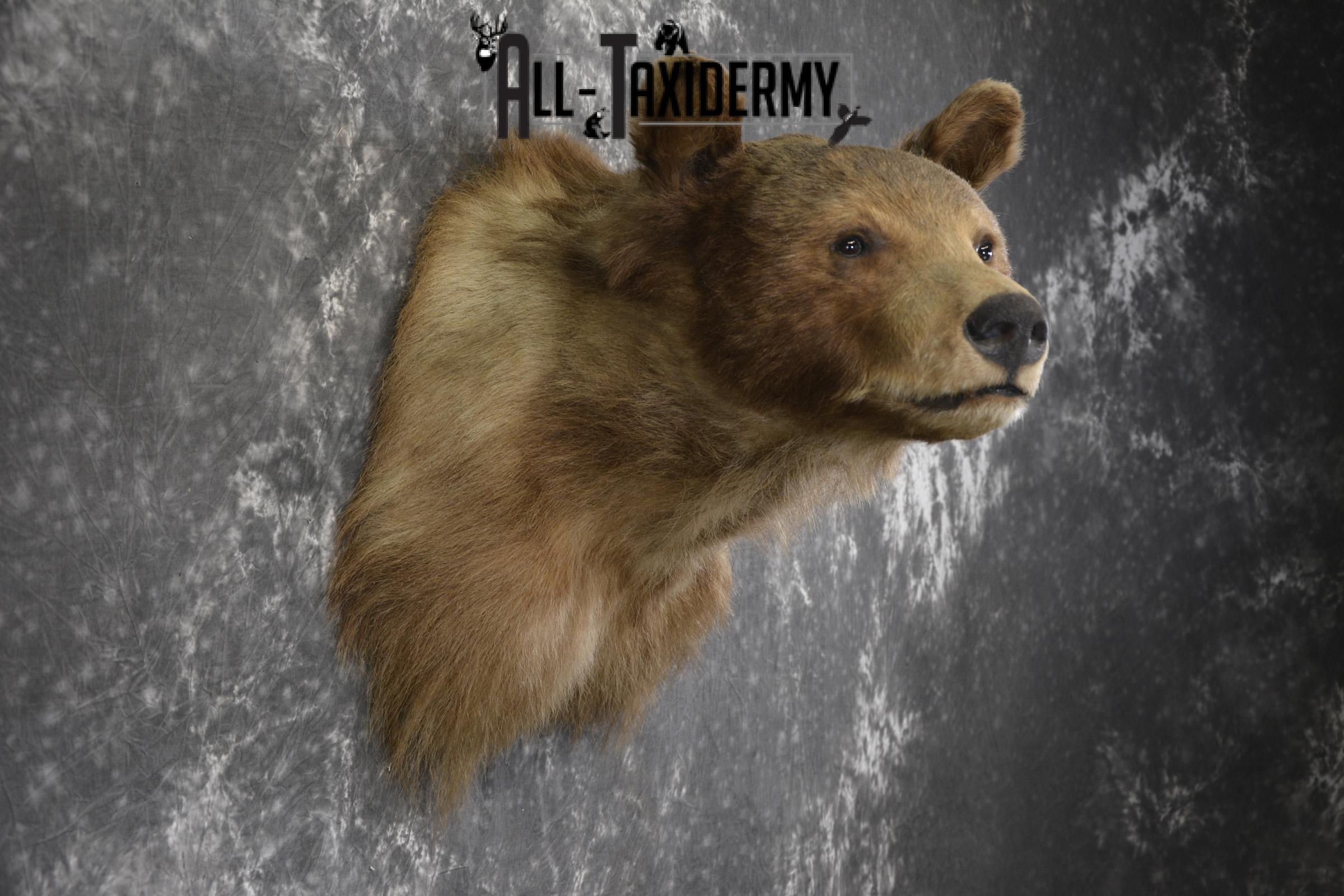 Blonde Black Bear taxidermy shoulder mount for sale SKU 1962 - Image 4