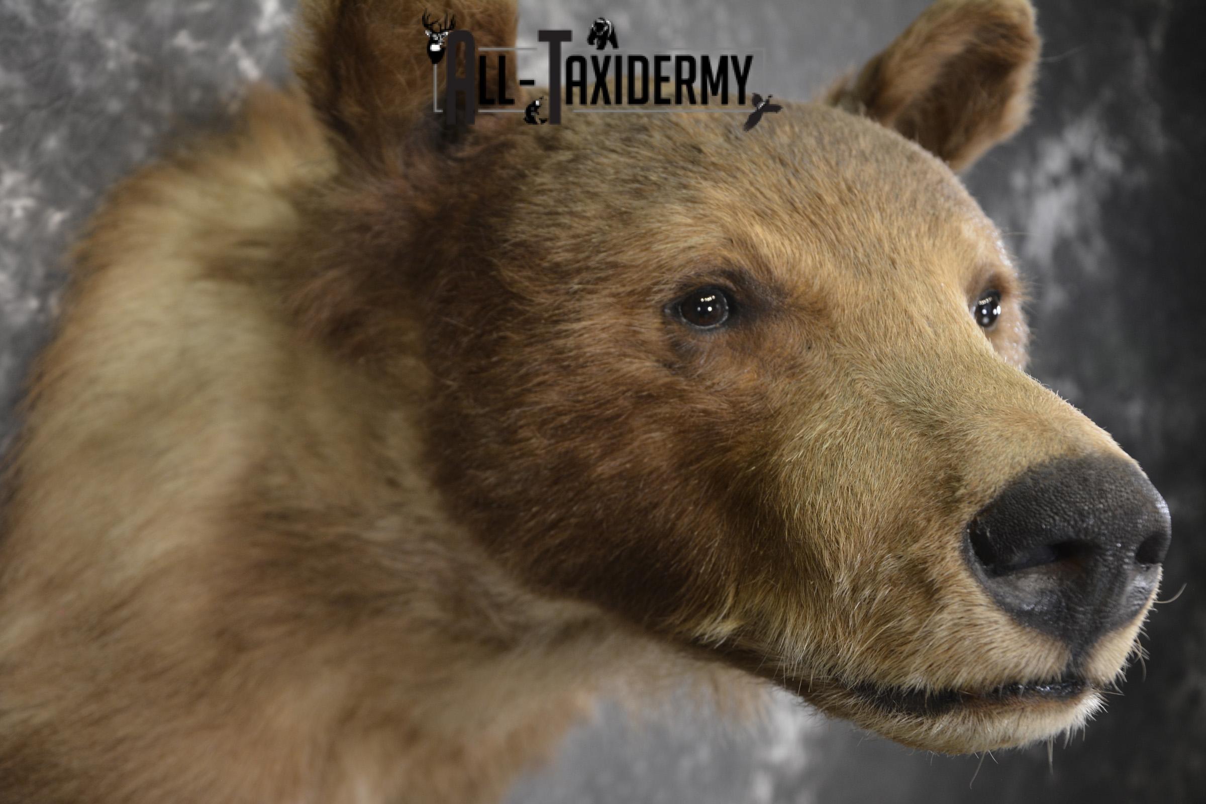 Blonde Black Bear taxidermy shoulder mount for sale SKU 1962 - Image 3