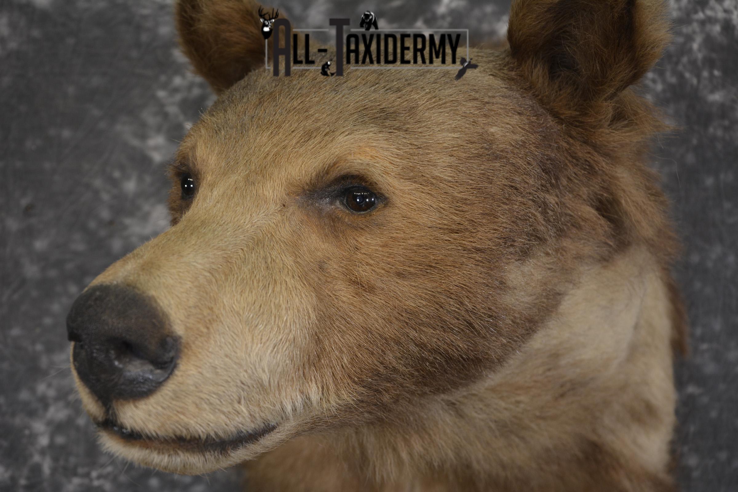 Blonde Black Bear taxidermy shoulder mount for sale SKU 1962 - Image 2