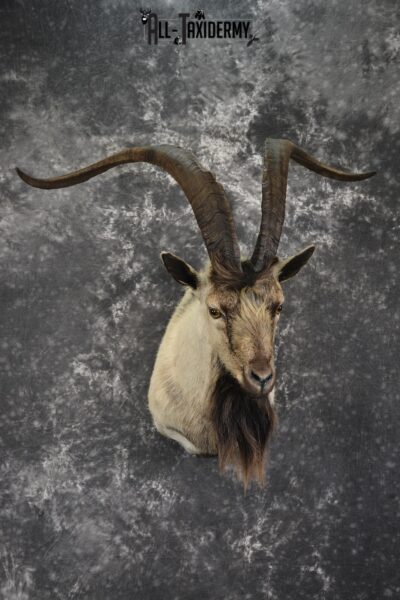 Spanish Goat taxidermy shoulder mount for sale SKU 2000