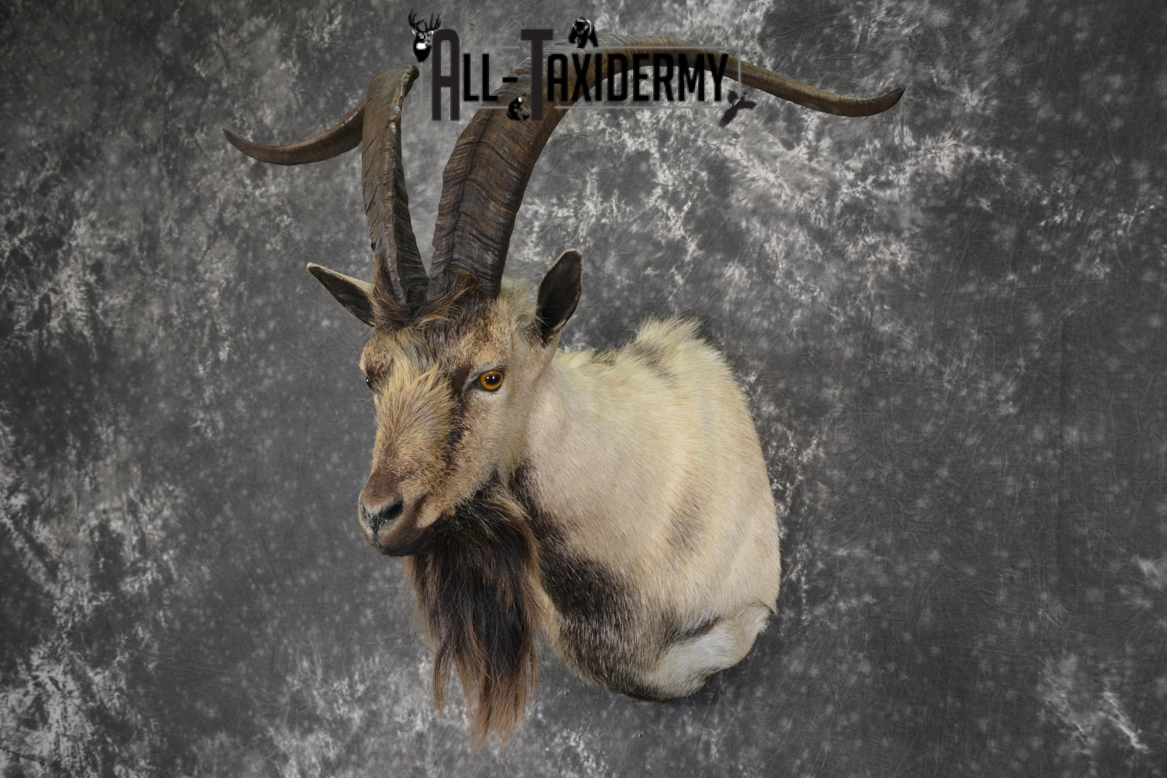 Spanish Goat taxidermy shoulder mount for sale SKU 2000 - Image 9