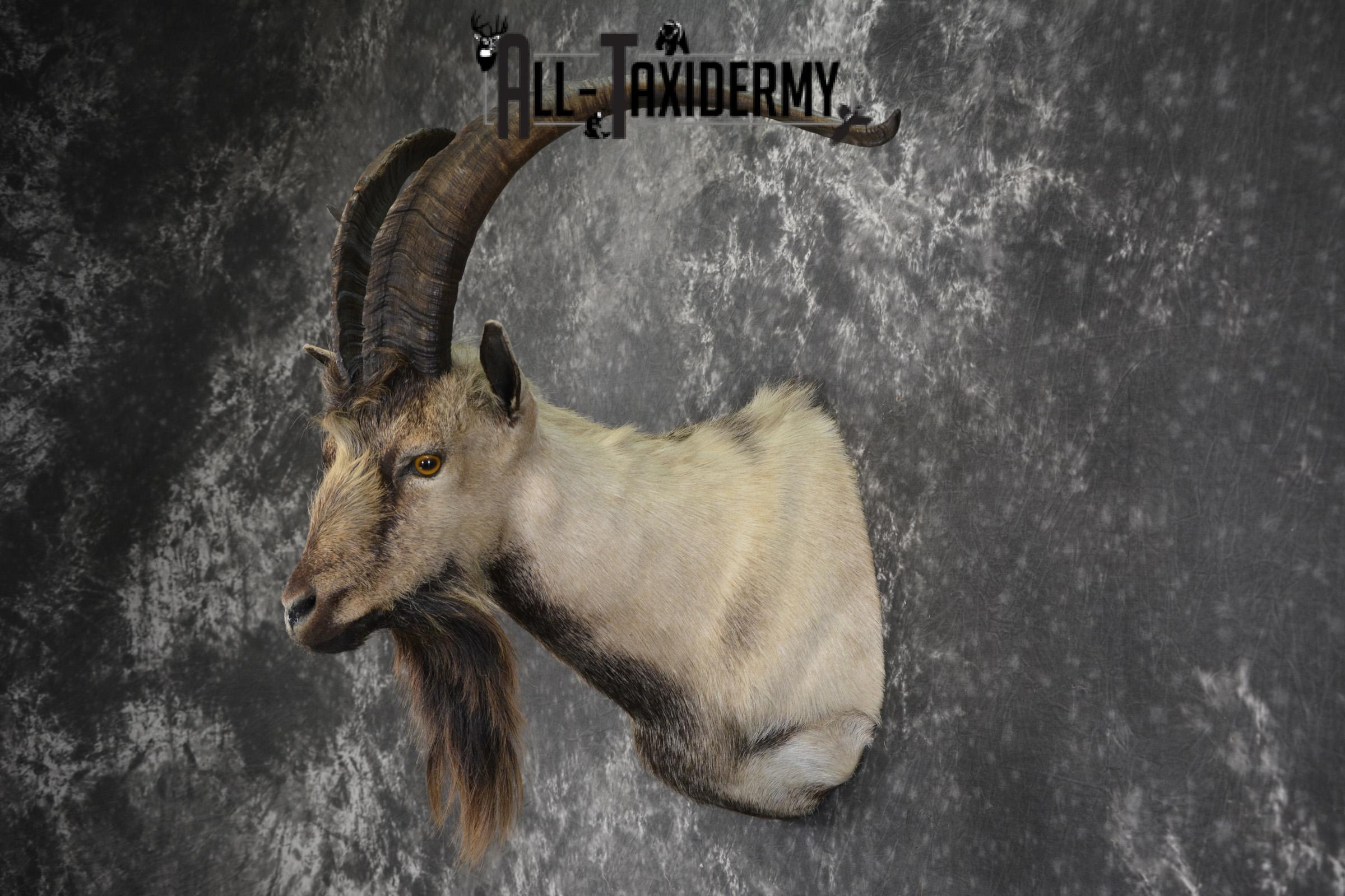 Spanish Goat taxidermy shoulder mount for sale SKU 2000 - Image 8