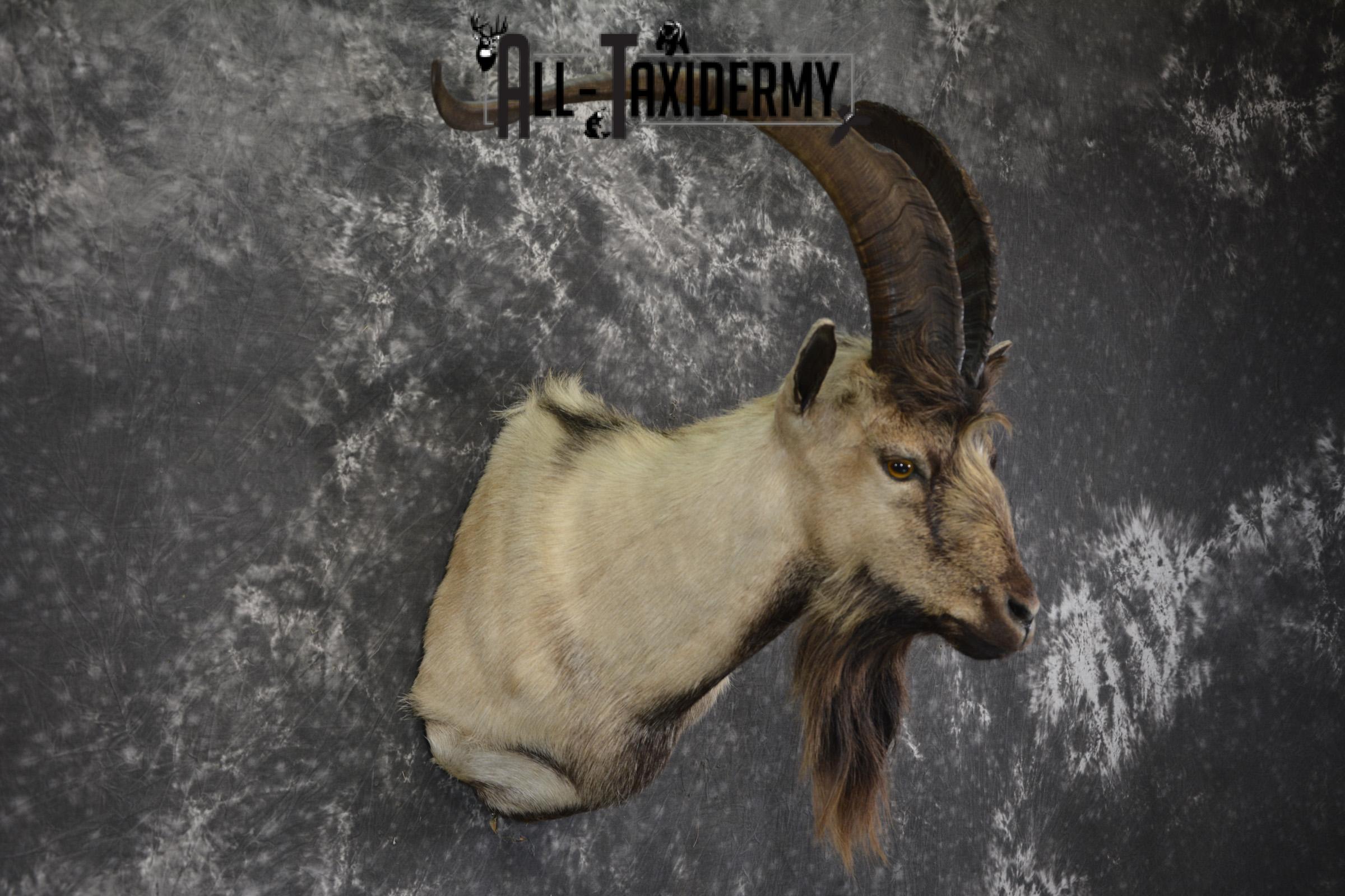 Spanish Goat taxidermy shoulder mount for sale SKU 2000 - Image 7