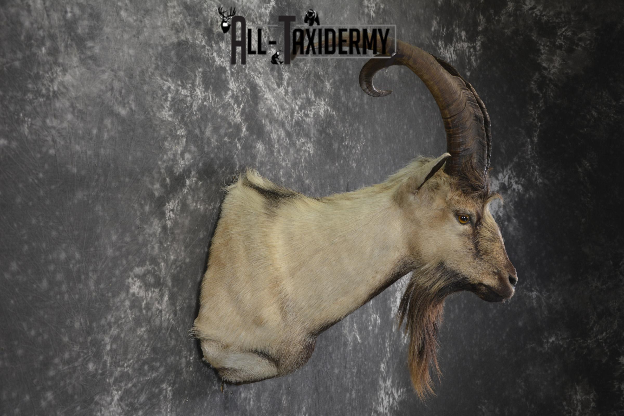 Spanish Goat taxidermy shoulder mount for sale SKU 2000 - Image 6